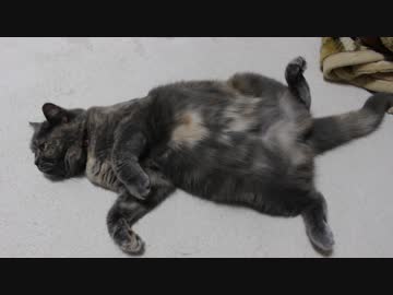 お腹丸出しでリラックスする猫ちゃん
