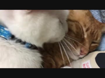 ジャンボベテラン子猫、野良→家猫への転職に成功する