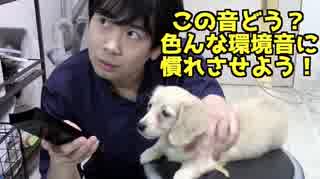 【しつけ】犬を色んな環境音に慣れさせよう（YouTubeで「ワンチュー犬」を検索！）
