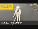 そろそろ秋田犬特有の頑固一徹さが出始めたらんぷちゃん　 Stubborn Akita dog
