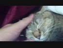 拾いねこ＠生後2565/2532日目　今日も病院～。