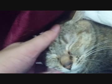 拾いねこ＠生後2565/2532日目　今日も病院～。