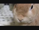 モグモグドアップ