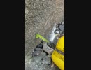 青虫てきなみどりの虫、無視できなくてもしもさなぎになったらと動画撮った！