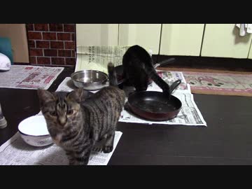 こんしゅうのおやつ【蒼民家の猫々】