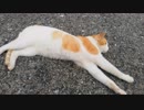 海辺のねこ