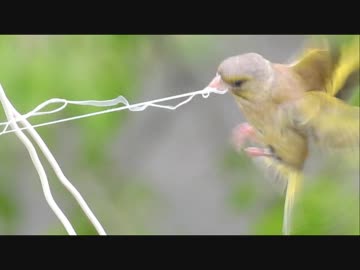 どうしてもひもが欲しいカワラヒワ