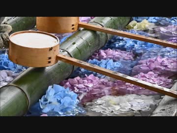 柳谷観音のあじさい