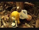 【梅雨キノコ】アカダマキヌガサタケのタイムラプス