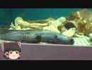 ゆっくりれいむのアクア放浪記　#48　やながわ有明海水族館