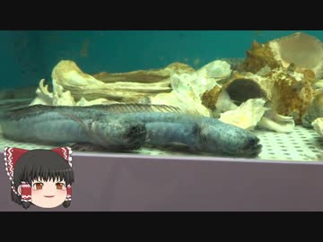 ゆっくりれいむのアクア放浪記　#48　やながわ有明海水族館