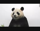 「究極のパンダ着ぐるみプロジェクト」お披露目会に行ってきた