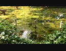 pond : 池 : 2019/June/23-29 : 2019年6月23日(日)-29日(土)