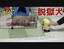 コント「脱獄犬」