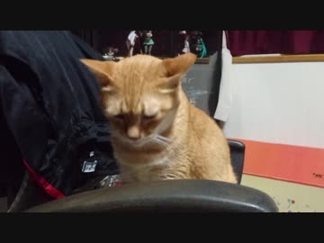 拾いねこ＠生後2566/2533日目　お出迎えヽ( ´ー`)ノ