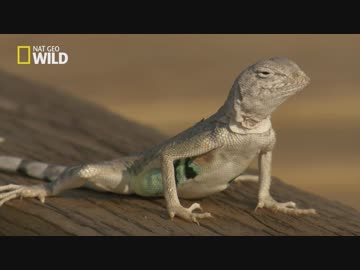 メキシコのフレンズ「生存競争」