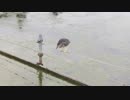 Bird : 鳥 : 2019/July/7-13 : 2019年7月7日(日)-7月13日(土)