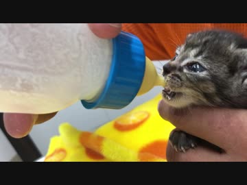 捨て猫。可愛すぎるので今日2匹とも家に連れて帰りました