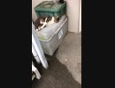 猫の寝返り