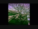 桜の花音
