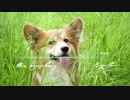 [無料音楽] -　オーケストラ曲 - 風光る