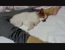 飼い主のおまたでけだるげなワンコ（パピヨン）