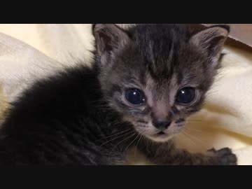 捨て猫、ついに我が家で引き取った結果