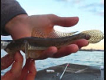 【後援会アーカイブ】晩秋のカレイ釣り