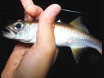 【後援会アーカイブ】関東おかっぱりクロムツ釣り！全層サビキが再び火を噴く?!