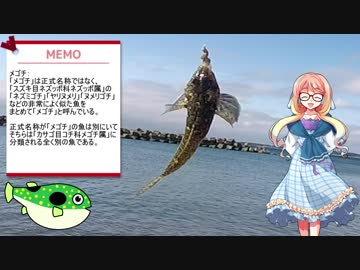 そらさんと釣りの思い出２　砂浜からのちょい投げ釣り～メゴチ・シロギス他～