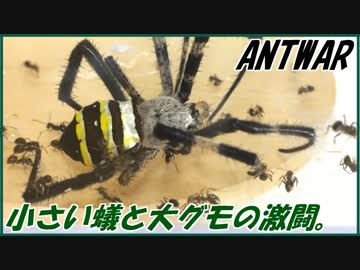 ケアリVSコガネグモ～犠牲の先にある希望～