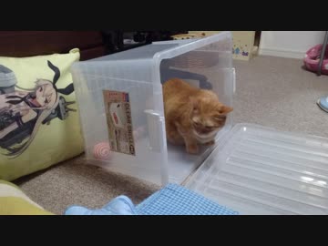 拾いねこ＠生後2567/2534日目　アコツキIN衣装ケース