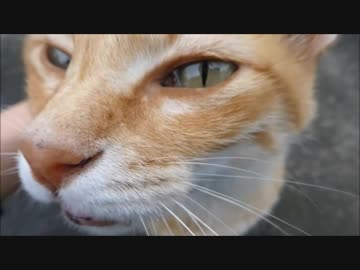 野良猫が何かを訴えてきたのでとりあえず撫でまくってみた