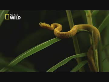 メキシコのフレンズ「子孫繁栄を賭けて」