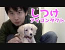 【しつけ】愛犬・ペットとアイコンタクトのしつけ方(YouTubeで『ワンチュー犬』検索！)