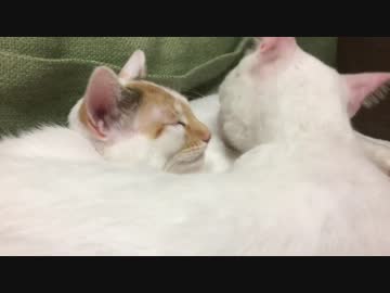 破壊姫子猫、珍妙な寝相を披露する