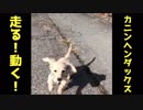 【日常】走る！動く！とあるカニンヘンダックスフンドまとめ（生後2〜４ヶ月のプリン）