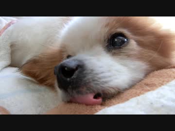 舌が折れ曲がってるワンコ（パピヨン）