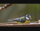 ちょこんとしている鳥　中山善貴