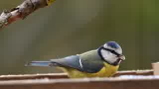 ちょこんとしている鳥　中山善貴