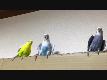 だらだら見てね 〜ワキワキ詰め合わせ〜