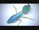 [閲覧注意!!] マルムネカマキリ(成虫 ♂）のゴキブリを与えてみた。(Rhombodera sp.)