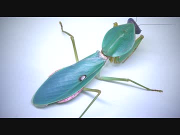 [閲覧注意!!] マルムネカマキリ(成虫 ♂）のゴキブリを与えてみた。(Rhombodera sp.)