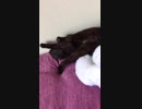 棒を取ろうとして転がる猫さん
