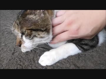 公園でくつろぐ野良猫を無理矢理強引に撫で倒してみた