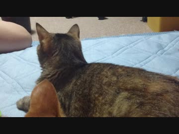 拾いねこ＠生後2568/2535日目　初家の中での吸引。