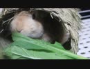 隠れてこっそり小松菜