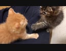 わちゃわちゃ子猫総合格闘技、膝上で開幕する　The kitten MMA