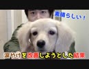 【涙やけ】眼軟膏を愛犬に使ってみた結果が素晴らしかった！(YouTubeで『ワンチュー犬』を検索)