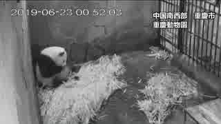 重慶動物園で快挙、双子パンダ4頭が同じ日に誕生